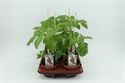 Bild von Tomaat. San Marzano tomaat (12cm pot) Bio